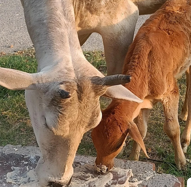 Heartwarming scene of mother cow and baby calf eating together, all sun-kissed!
