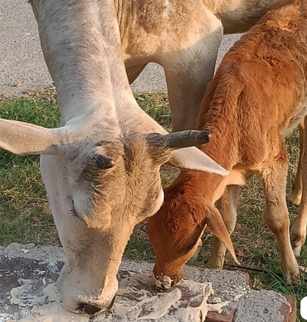 Heartwarming scene of mother cow and baby calf eating together, all sun-kissed!