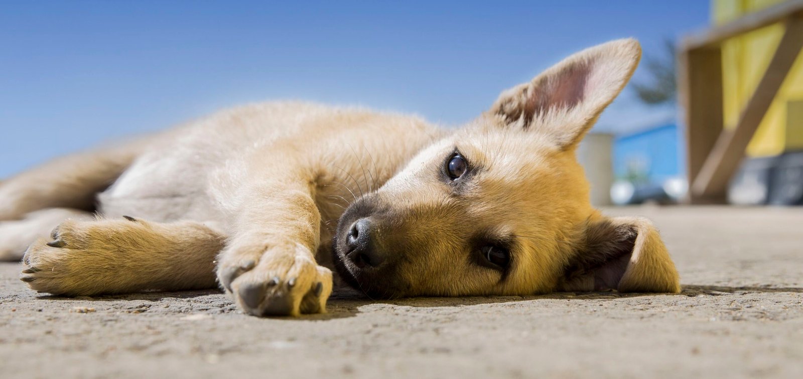 Dog in pain